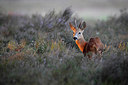 BUITEN BEELD Foto: 220076