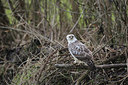 BUITEN BEELD Foto: 220096