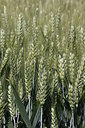 BUITEN BEELD Foto: 220205