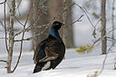 BUITEN BEELD Foto: 220238