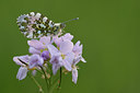 BUITEN BEELD Foto: 220239
