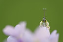 BUITEN BEELD Foto: 220240
