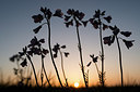 BUITEN BEELD Foto: 220257