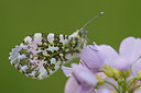 BUITEN BEELD Foto: 220260