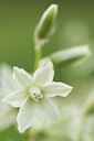 BUITEN BEELD Foto: 220284