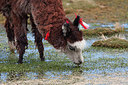 BUITEN BEELD Foto: 220354