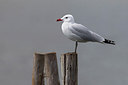 BUITEN BEELD Foto: 220399