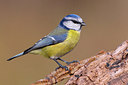 BUITEN BEELD Foto: 220657