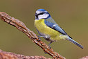 BUITEN BEELD Foto: 220658