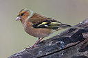 BUITEN BEELD Foto: 220693