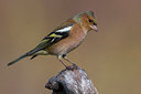 BUITEN BEELD Foto: 220700