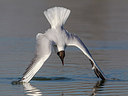 BUITEN BEELD Foto: 220730