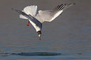 BUITEN BEELD Foto: 220732