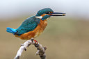 BUITEN BEELD Foto: 220733