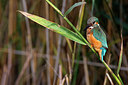 BUITEN BEELD Foto: 220734