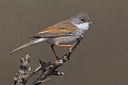 BUITEN BEELD Foto: 220840