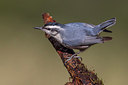 BUITEN BEELD Foto: 220877