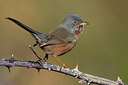 BUITEN BEELD Foto: 220901