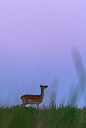 BUITEN BEELD Foto: 220980