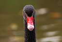 BUITEN BEELD Foto: 221045