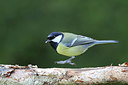 BUITEN BEELD Foto: 221074