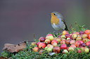 BUITEN BEELD Foto: 221079