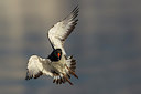 BUITEN BEELD Foto: 221103