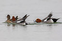 BUITEN BEELD Foto: 221130