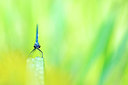 BUITEN BEELD Foto: 221147