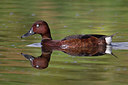 BUITEN BEELD Foto: 221153
