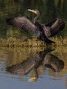 BUITEN BEELD Foto: 221183