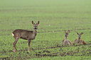 BUITEN BEELD Foto: 221224