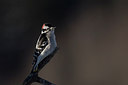 BUITEN BEELD Foto: 221293