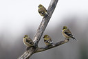 BUITEN BEELD Foto: 221299