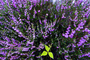 BUITEN BEELD Foto: 221310