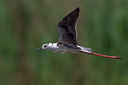 BUITEN BEELD Foto: 221377