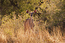 BUITEN BEELD Foto: 221400