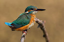 BUITEN BEELD Foto: 221428