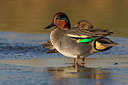BUITEN BEELD Foto: 221461