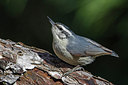 BUITEN BEELD Foto: 221473