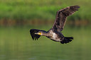 BUITEN BEELD Foto: 221505