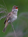 BUITEN BEELD Foto: 221527