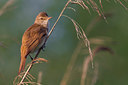 BUITEN BEELD Foto: 221529