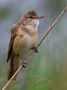 BUITEN BEELD Foto: 221531