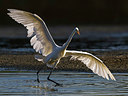 BUITEN BEELD Foto: 221552