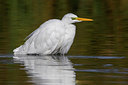 BUITEN BEELD Foto: 221557