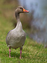 BUITEN BEELD Foto: 221614