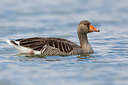 BUITEN BEELD Foto: 221618