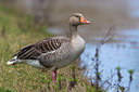 BUITEN BEELD Foto: 221622