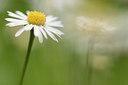 BUITEN BEELD Foto: 221648